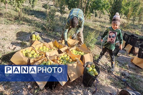 فصل برداشت میوه های پاییزی در شهر زیبای بار نیشابور.