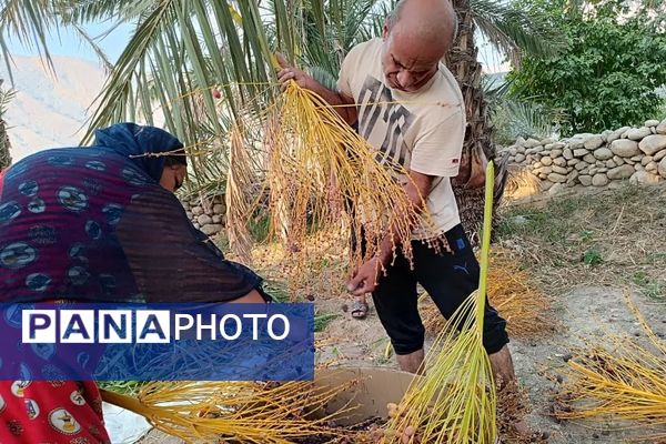 برداشت خرما در شهر رویدر 