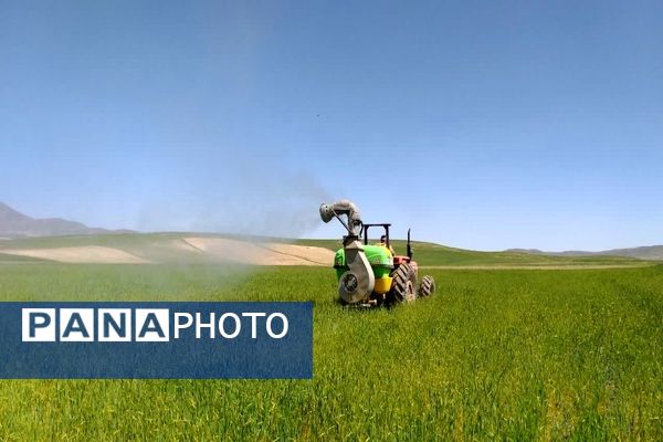 شیوع بیماری زنگ زرد در مزارع گندم و جو در روستاهای دهستان سنگر شهرستان فاروج