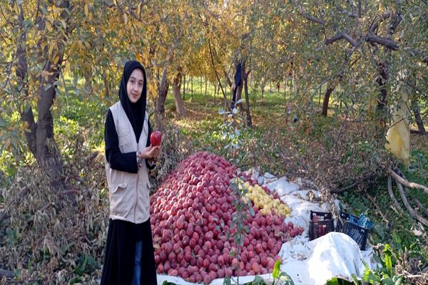 فصل برداشت میوه های بهشتی در پایتخت سیب خراسان