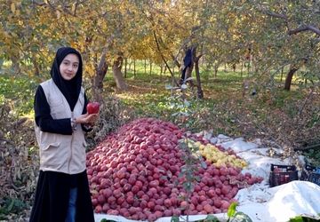 فصل برداشت میوه های بهشتی در پایتخت سیب خراسان