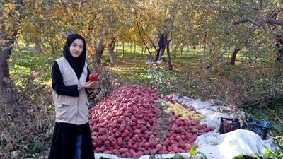 فصل برداشت میوه های بهشتی در پایتخت سیب خراسان