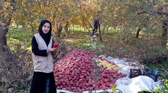 فصل برداشت میوه های بهشتی در پایتخت سیب خراسان