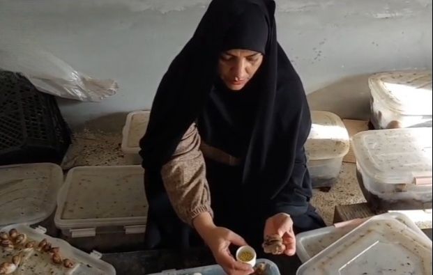 پرورش حلزون و تولید خاویار آرایشی با آموزش مهارت‌های فنی و حرفه‌ای انجام می‌شود