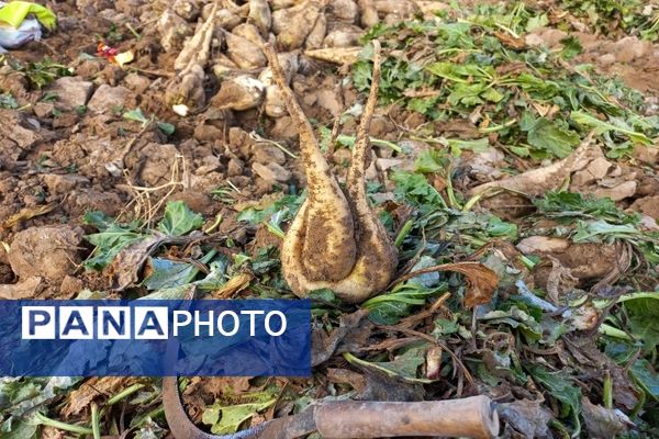 برداشت چغندرقند در روستای مفرنقا