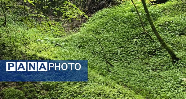 طبیعت بکر باران کوه استان گلستان