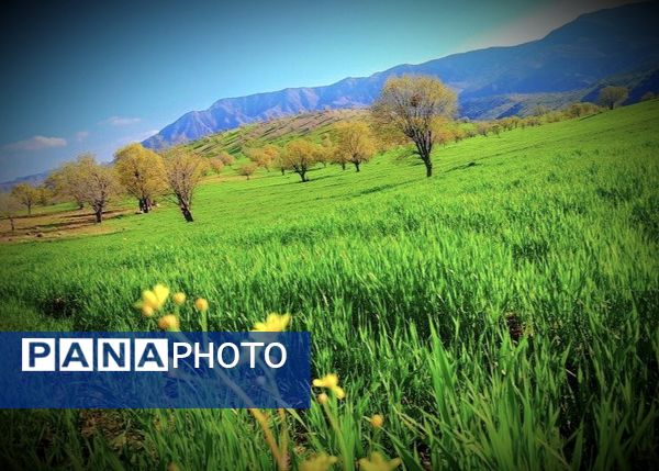 قاب‌های ماندگار از برداشت برنج در منطقه میانکوه 