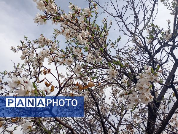  شکوفه های بهاری در روستای گزکوه