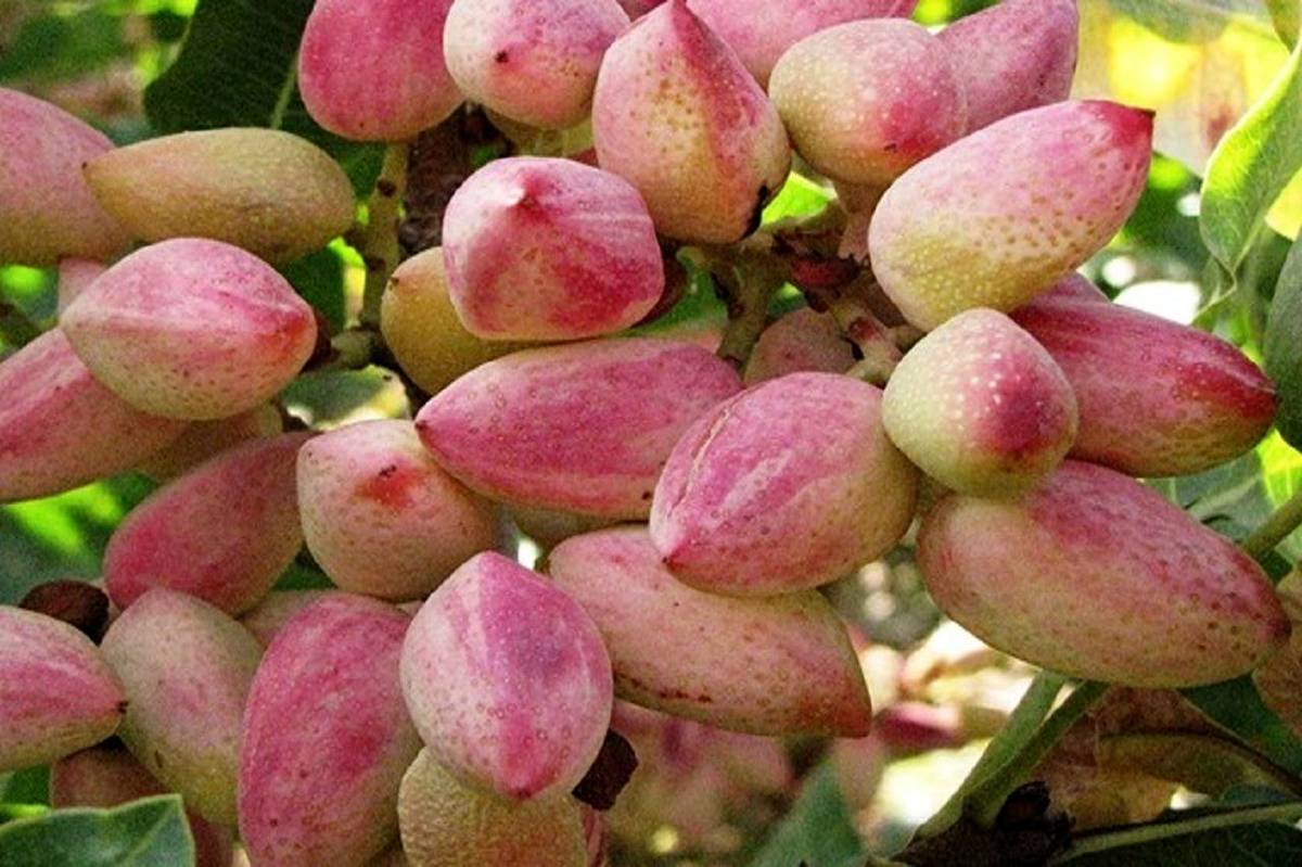 سطح زیر کشت پسته استان آذربایجان شرقی ۳ هزار و ۱۲۰ هکتار است