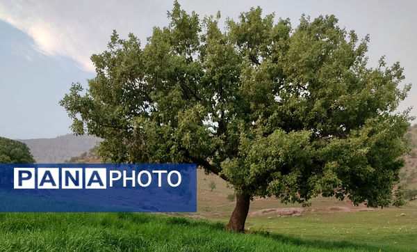 طبیعت بسیار خاص منطقه زیودار شهرستان معمولان