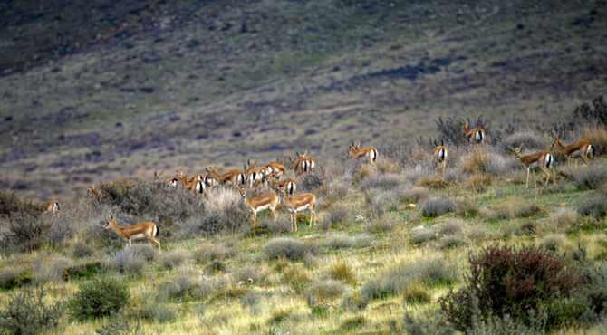 تدوین پروتکل داده‌ها، محور کلیدی هوشمندسازی حفاظت از تنوع زیستی