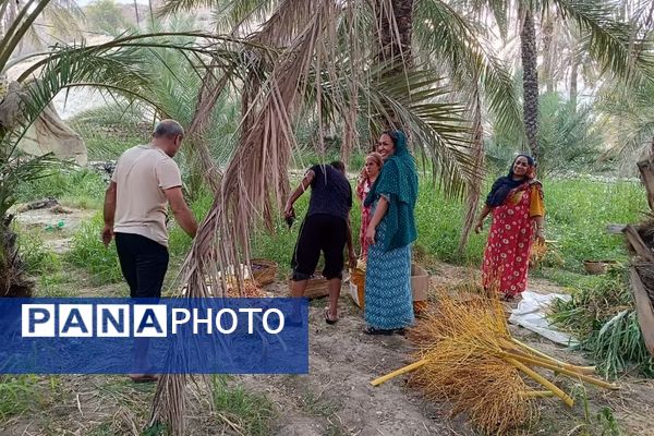 برداشت خرما در شهر رویدر 