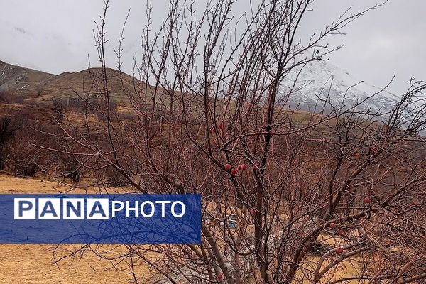 خودنمایی برف در شهر بار نیشابور