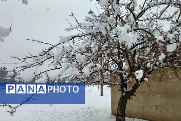 بارش برف در شهرستان تربت جام