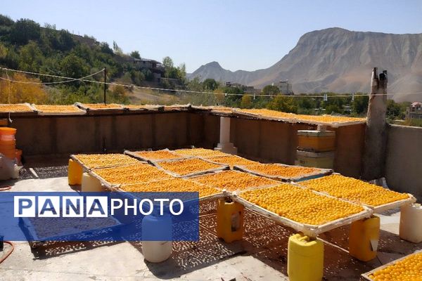 فصل برداشت میوه های پاییزی در شهر زیبای بار نیشابور.