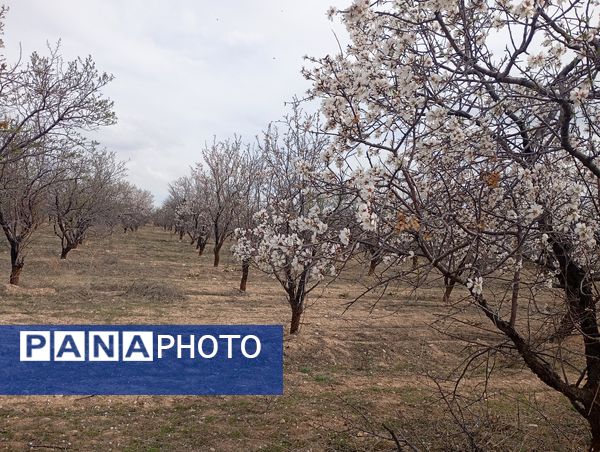  شکوفه های بهاری در روستای گزکوه