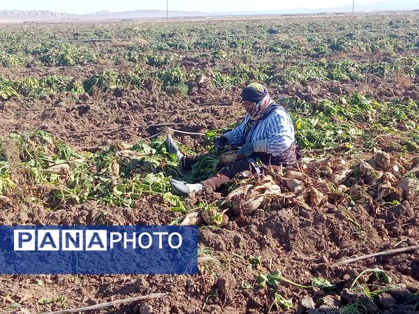 برداشت چغندر قند از مزارع دشت گل آغاز شد