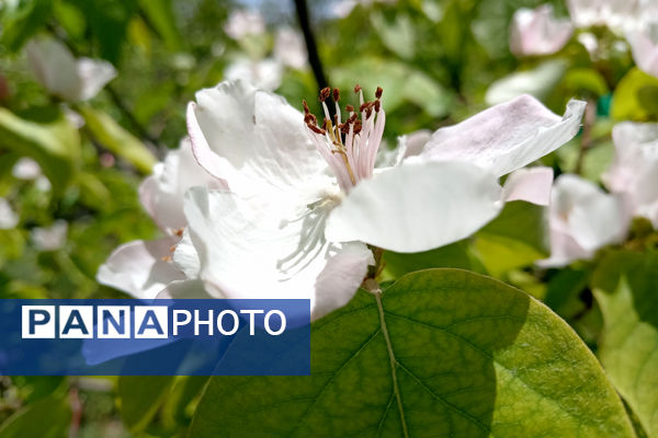 جلوه‌هایی از طبیعت تابستانی خلجستان و جعفرآباد قم