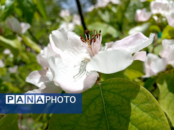 جلوه‌هایی از طبیعت تابستانی خلجستان و جعفرآباد قم