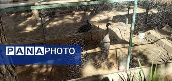 باغ پرندگان تربت حیدریه، تجربه‌ای منحصربه‌فرد در شرق کشور