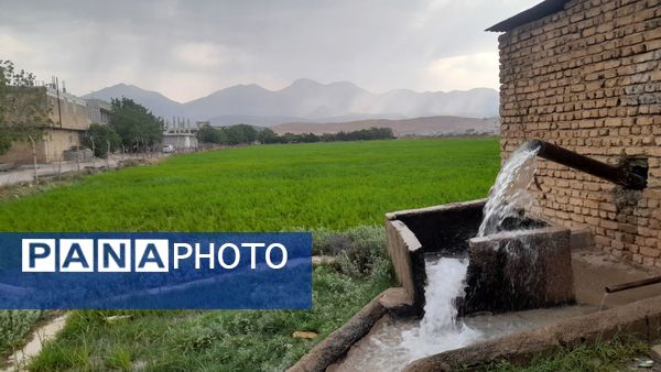 برنج‌کاری در لردگان؛ نماد زندگی و فرهنگ محلی