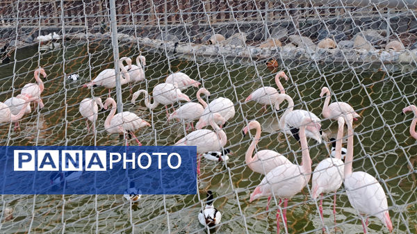 باغ پرندگان قم: جاذبه‌ای بی‌نظیر در قلب کشور