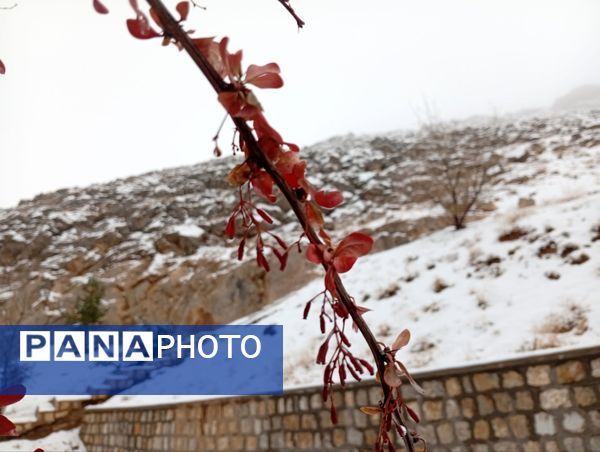 گرداب بن زیر چتر سپید برف