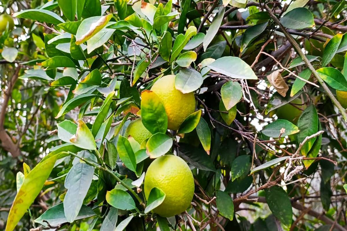 پرتقال‌های محلی میرآباد کناردشت آماده رسیدن؛ چشم‌انتظار فصل برداشت