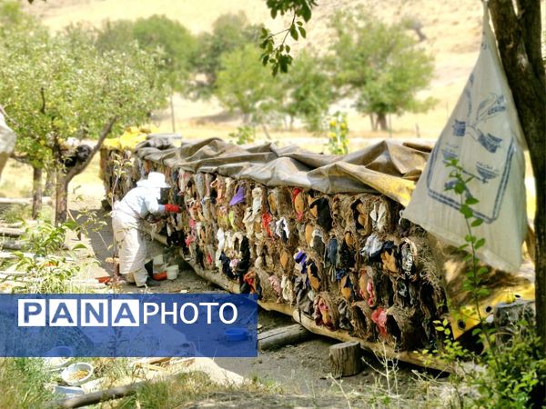 کندوها ؛ کارخانه های زنده طبیعت