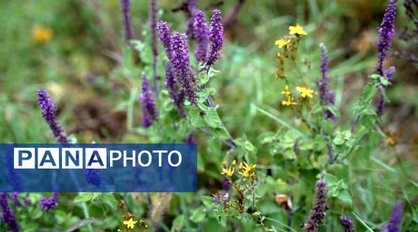 نگین سبز شمال ایران