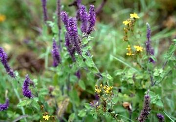 نگین سبز شمال ایران