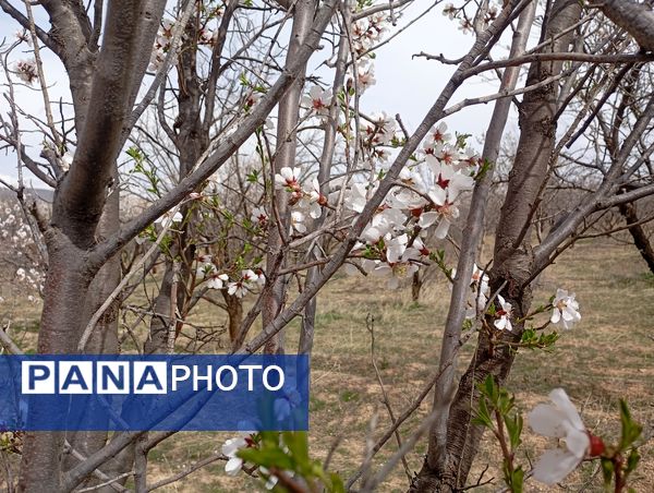  شکوفه های بهاری در روستای گزکوه