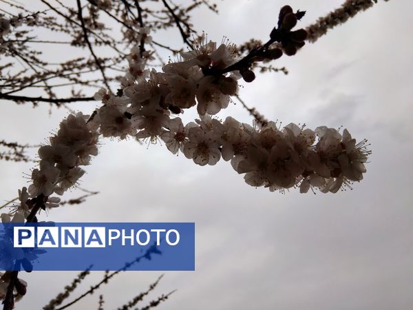  فصل بهار در میانکوه