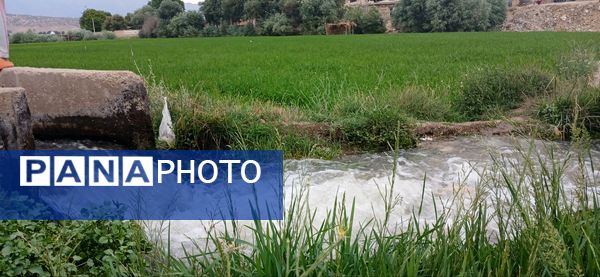 برنج‌کاری در لردگان؛ نماد زندگی و فرهنگ محلی