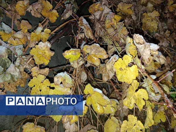 گذری بر دقایق اول بارش برف پاییزی در نیشابور 