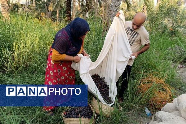 برداشت خرما در شهر رویدر 