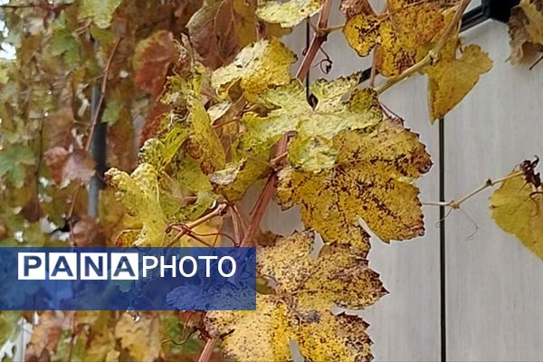 جلوه هایی از باران پاییزی در کاشمر