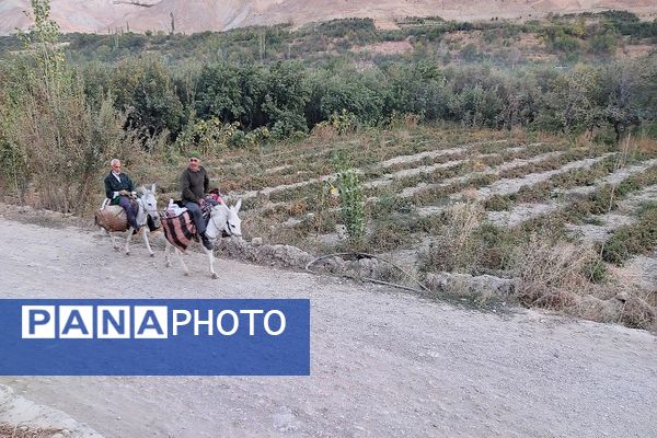 تصاویر زیبا از پاییز رنگارنگ در شهر دار السادات بار نیشابور 