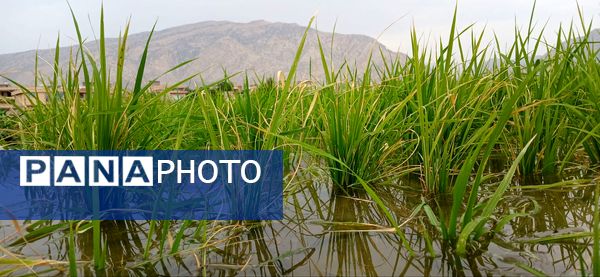 برنج‌کاری در لردگان؛ نماد زندگی و فرهنگ محلی