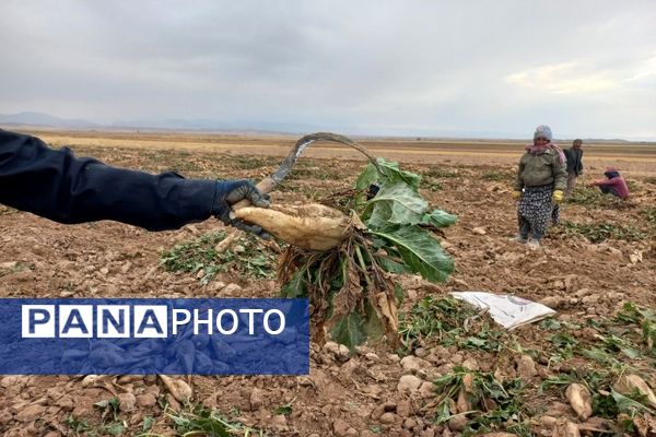 برداشت چغندرقند در روستای مفرنقا