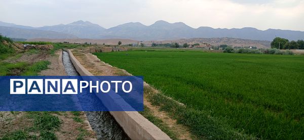 برنج‌کاری در لردگان؛ نماد زندگی و فرهنگ محلی