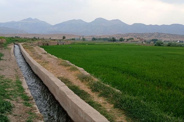 برداشت ۵۵ درصد برنج تولیدی گیلان تا دوم شهریورماه