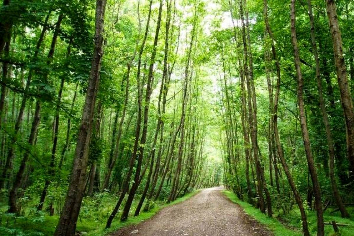 شناسایی منبع پنهان آب در جنگلهای شمال کشور