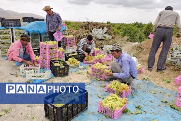 کیل گیری محصولات کشاورزی در شهرستان فاروج