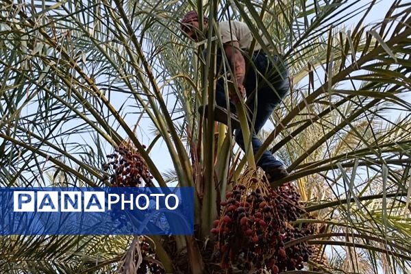 برداشت خرما در شهر رویدر 