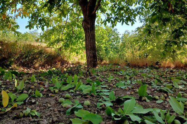 جشن گردو تکانی تویسرکان، رویدادی از جنس «طلای سبز»
