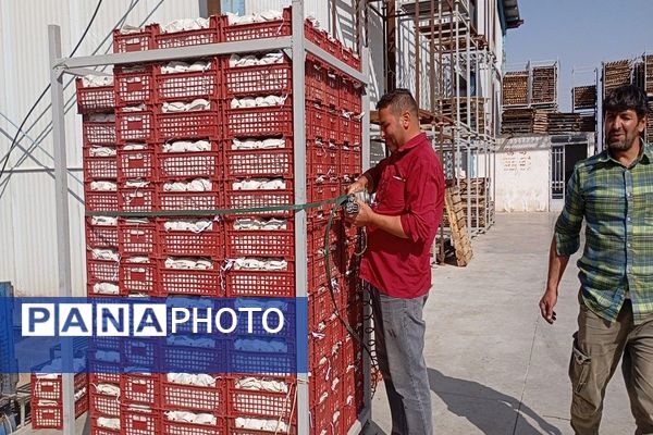 فصل برداشت میوه های پاییزی در شهر زیبای بار نیشابور.