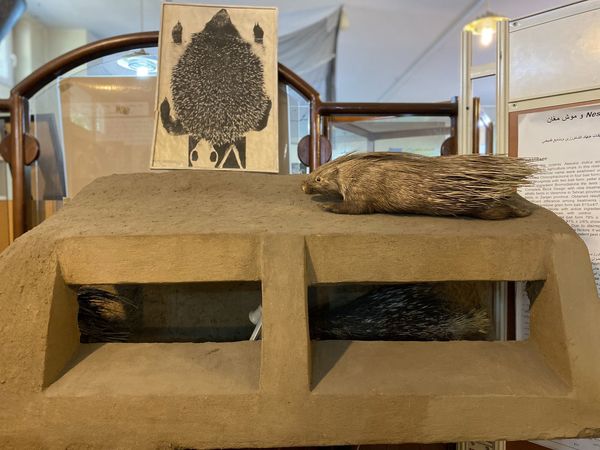 دانش آموزان خبرنگار، قهرمانان کشف دنیای گیاهان