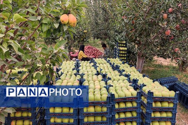 فصل برداشت میوه های پاییزی در شهر زیبای بار نیشابور.