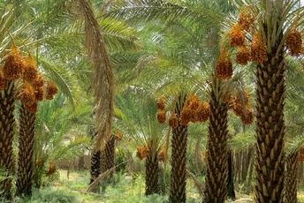 روستای هاشم‌آباد؛ در معرض کم‌آبی 